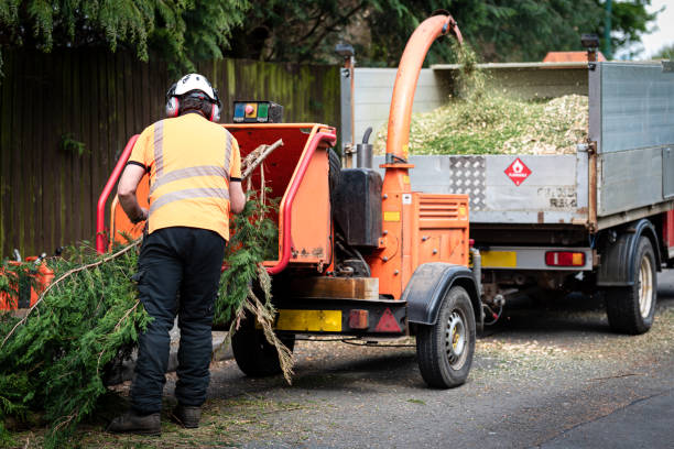 Best Lawn Disease Treatment  in Browns Lake, WI